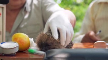 kıdemli doktor kirpi yakalar ve yaşlı adam konuşuyor