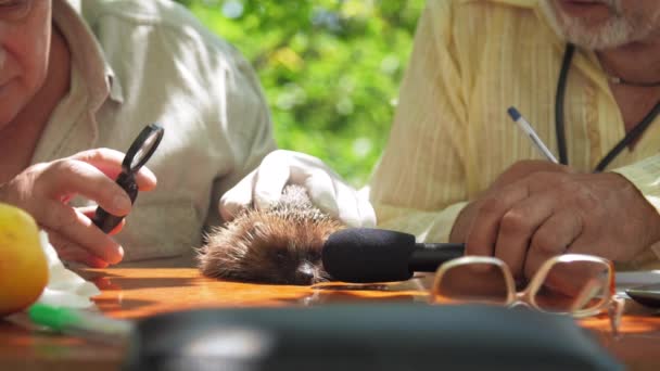 Senior citizens put microphone near hedgehog and examine — Stock Video