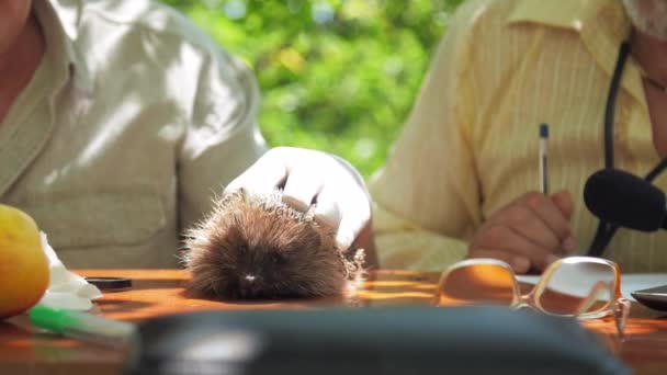 Anciano hombre en guante blanco mascotas erizo sentado con un amigo — Vídeos de Stock