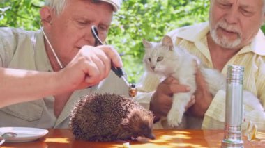 yaşlı kişi kedi ile yaşlı adam yakın kirpi inceler