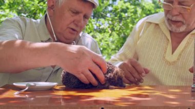 stetoskop ile yaşlı adam kirpi ve hayvan sürgünler yükseltir