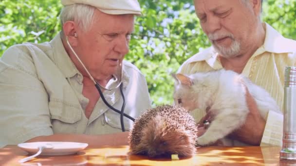 Homme âgé examine chat avec stéthoscope et parle à un ami — Video