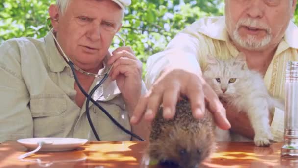 Gepensioneerde persoon met witte kat in de hand vangsten egel — Stockvideo