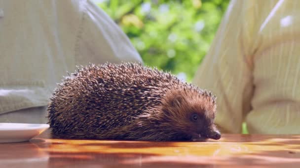 Egel zit op bruine houten tafel in de buurt van witte plaat — Stockvideo