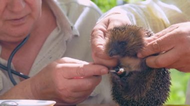 yaşlı insanlar bahçede stetoskop ile kirpi incelemek