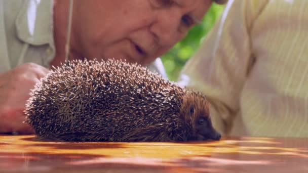 Senior citizen looks at hedgehog on brown table and talks — Stock Video