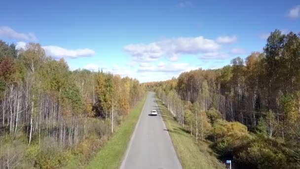 Aerial car drives on road in birch forest disappearing away — Stock Video