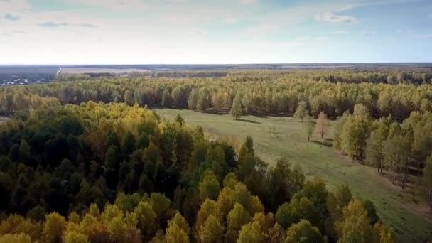 mouvement aérien sur les bois de bouleau avec route de campagne en automne 