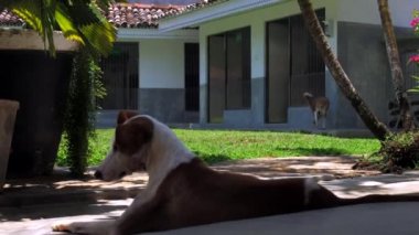 köpek zencefil komşukarşı kalın serin gölge dinlenme vardır