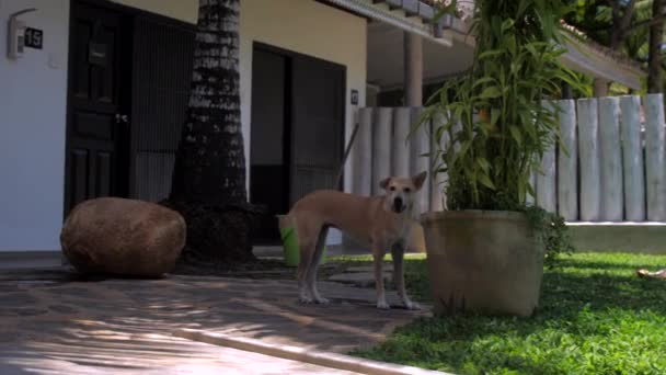 Skinny cão vem hinter grande planta em vaso de flor de concreto — Vídeo de Stock