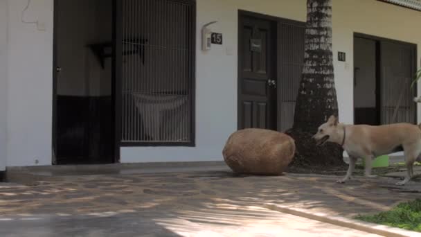 Прекрасный уход за собакой проходит вдоль здания приюта для животных — стоковое видео
