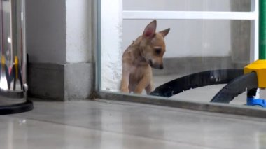 kısa bej kürk ile küçük köpek yavrusu doğru tırmanmaya çalışır