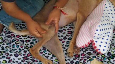 usta hayvan barınağı işçi köpek hinter bacak dokunur
