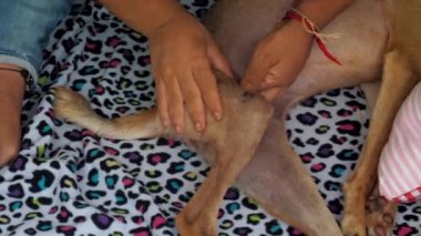 veteriner masaj köpek barınakta arka pençe felç