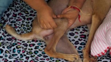 veteriner dikkatle evsiz köpek bacak kemik dokunur