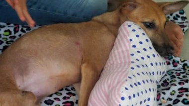 hayvan barınağı işçi büyük güzel köpek hinter bacaklar taşır