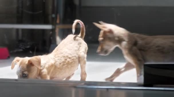 I cuccioli di fratelli giocano insieme in sole caldo lucente — Video Stock