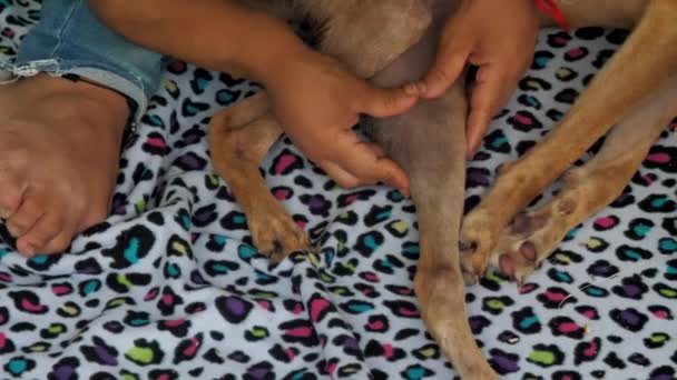 Ветеринар наблюдает за ногой бездомной собаки, массируя — стоковое видео