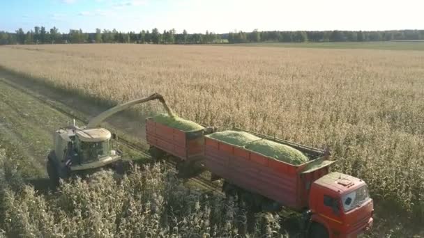 Máquinas corta e descarrega milho através de tubos em reboques — Vídeo de Stock