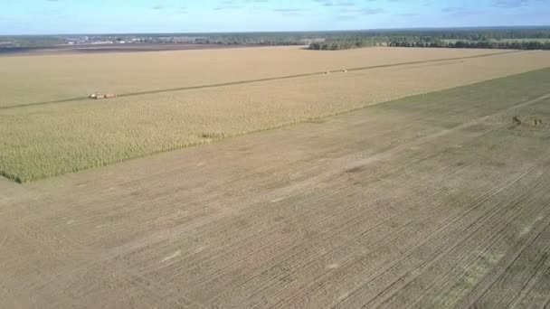 Maïsvelden bedekt met rijp gewas tegen landschap — Stockvideo