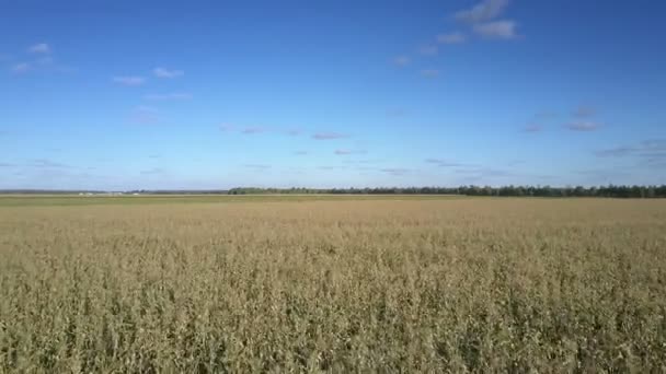 Champ de maïs cultivé pour l'ensilage contre la nature rurale — Video