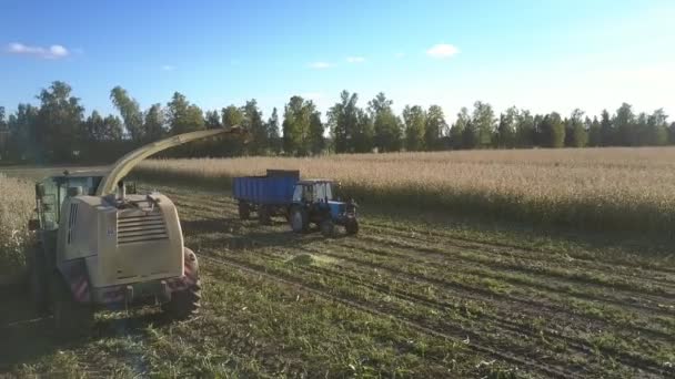 Tractor nadert Harvester machine om rijp maïs te laden — Stockvideo