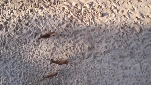 Собаки бегают и лают на желтый песок в тени деревьев антенны — стоковое видео