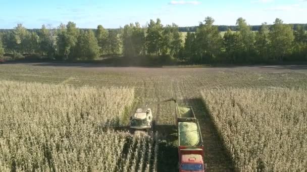 Harvester maait en koteletten rijp maïs rijden in de buurt van het voertuig — Stockvideo