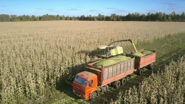 Harvester mows and loads ripe corn stems into truck trailer — Stock Video