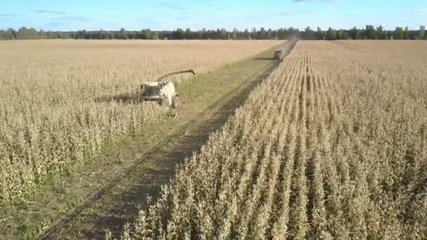 Combinare attende camion guida lungo terreni agricoli per caricare il raccolto — Video Stock