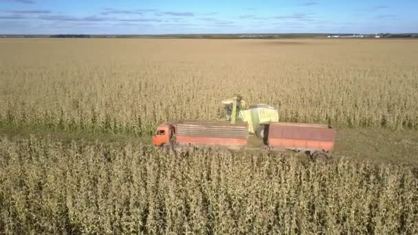 Truck met lege aanhangwagens volgt Harvester lossen maïs — Stockvideo
