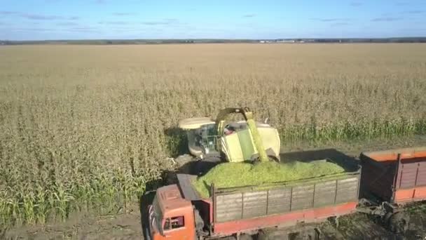 Cosechadora descarga cosecha conducción a lo largo de plantaciones de maíz — Vídeo de stock