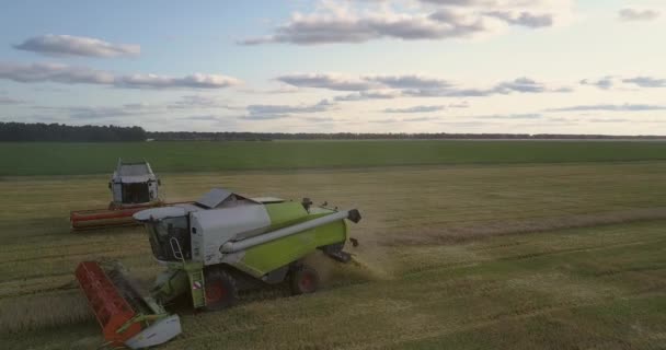 Máquinas agrícolas de vista superior trabajan en la cosecha de trigo — Vídeo de stock