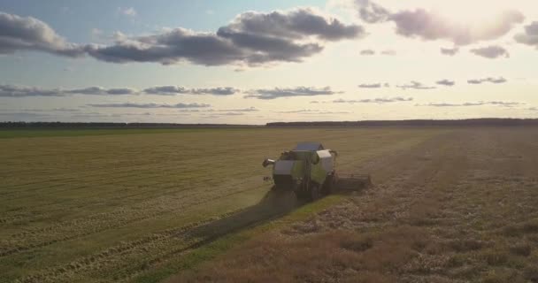 Mähdrescher sammelt reife Weizenernte im Feld — Stockvideo