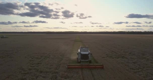 Vista superior se combinan con trabajos de plataforma de grano en la cosecha — Vídeo de stock