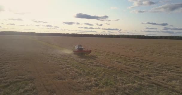 Telecamera rimuove dalla trebbiatrice raccolta cereali sopra il campo — Video Stock