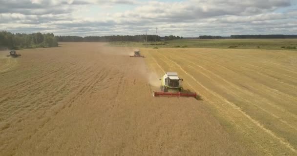 Panoramisch uitzicht combineert oogst rijpe tarwe in veld — Stockvideo
