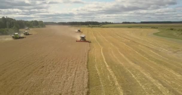 Aerial panorama harvesting of wheat with reaper threshers — Stock Video