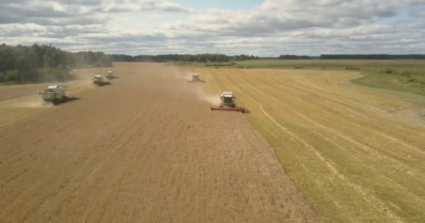 Aerial view nieuwe oogstmachines verzamelen tarwe onder bewolkte hemel — Stockvideo