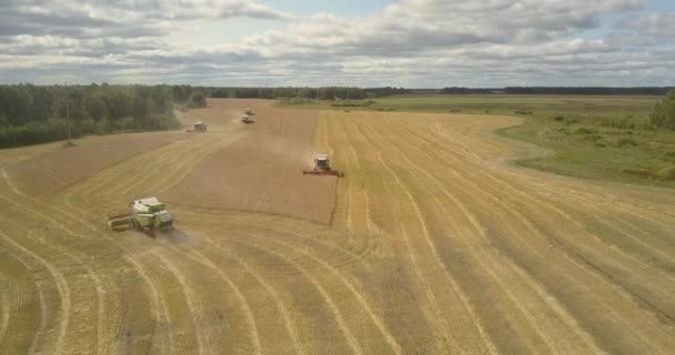 Widok z lotu ptaka pszenica i eksploatowanie maszyn rolniczych — Wideo stockowe