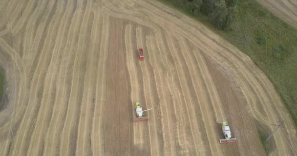 Unidades de camiones de visión aérea para combinar cosechadora en el campo de trigo — Vídeos de Stock