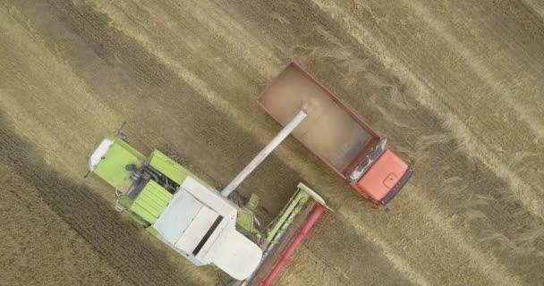 Widok z góry zebranych pszenicy wlewa się do ciężarówki w polu — Wideo stockowe