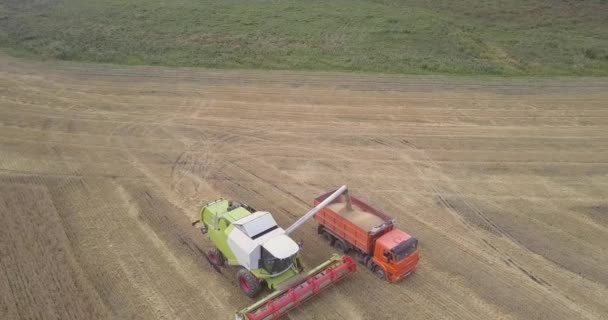 Górny widok Żniwiarz wypełnia ciężarówki z zebranych pszenicy w Fiend — Wideo stockowe