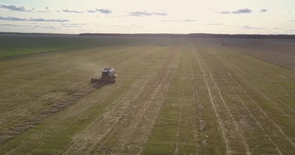 Воздушное панорамное поле с комбайном для сбора урожая — стоковое видео
