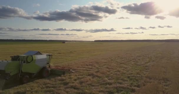 Birleştirmek ve kamyon sürüş ile panoramik görünüm buğday alanı — Stok video