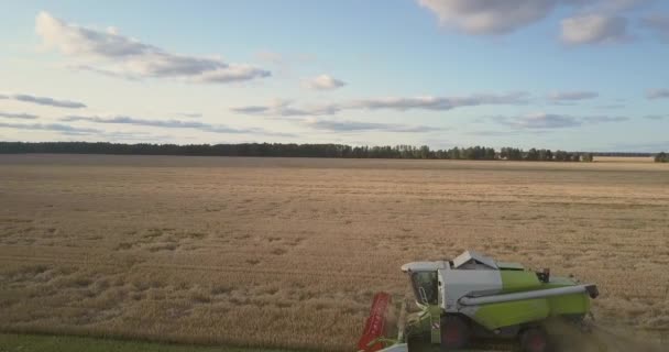 小麦の作物で動作する収穫機の周りの空中運動 — ストック動画