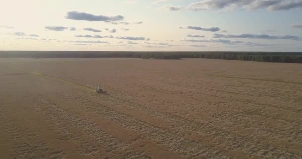 Luftpanorama Goldweizenfeld mit Schnitter gegen den Himmel — Stockvideo