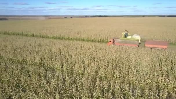Proces řezání a nakládky plodin zemědělským strojem — Stock video