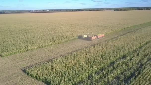 Silagem colheita de milho por forragem combinar entre plantações — Vídeo de Stock