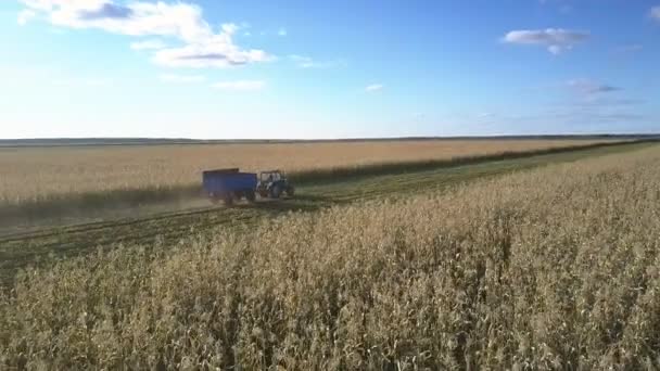 Machine met trailer aandrijvingen langs veld om rijp maïs te laden — Stockvideo